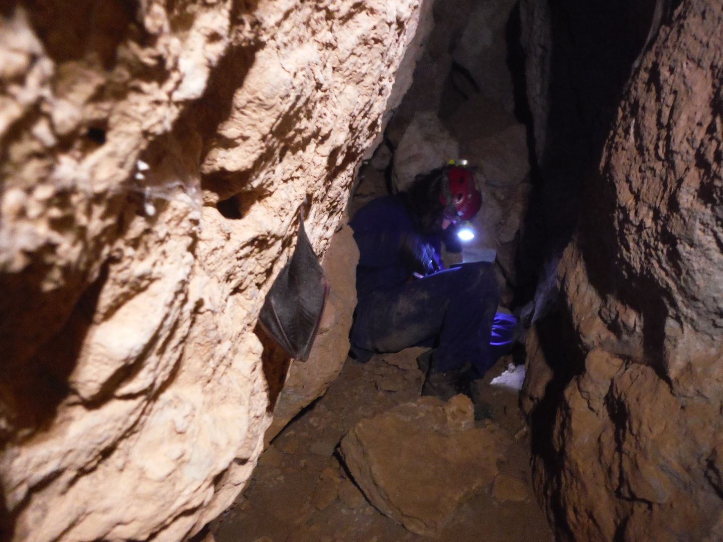 Quiróptero y espeleólogo topografiando la Cueva Acebuchosa